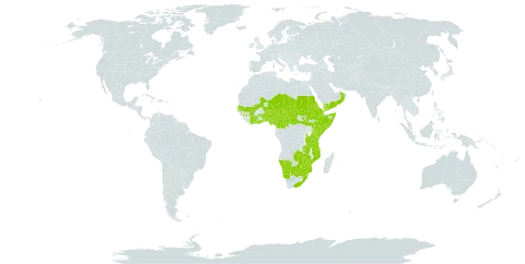 Ficus ingens world distribution map, present in Benin, Burkina Faso, Botswana, Central African Republic, Côte d'Ivoire, Cameroon, Djibouti, Eritrea, Ethiopia, Ghana, Guinea, Gambia, Kenya, Mali, Mozambique, Malawi, Namibia, Niger, Nigeria, Oman, Saudi Arabia, Sudan, Senegal, Somalia, South Sudan, eSwatini, Chad, Togo, Tanzania, United Republic of, Uganda, Yemen, South Africa, Zambia, and Zimbabwe