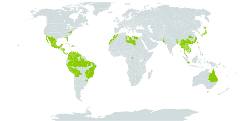 Ficus microcarpa world distribution map, present in Antigua and Barbuda, Australia, Bangladesh, Bolivia (Plurinational State of), Brazil, Barbados, Bhutan, China, Congo (Democratic Republic of the), Cook Islands, Colombia, Costa Rica, Dominican Republic, Egypt, Spain, Micronesia (Federated States of), Guam, Guyana, Hong Kong, Honduras, Haiti, Indonesia, India, Iceland, Japan, Kenya, Cambodia, Lao People's Democratic Republic, Libya, Saint Lucia, Sri Lanka, Morocco, Mexico, Marshall Islands, Myanmar, Northern Mariana Islands, Montserrat, Mauritius, Nicaragua, Nepal, Pakistan, Panama, Peru, Philippines, Palau, Papua New Guinea, Puerto Rico, Réunion, Singapore, Solomon Islands, El Salvador, Thailand, Trinidad and Tobago, Taiwan, Province of China, Uruguay, United States of America, Venezuela (Bolivarian Republic of), Virgin Islands (U.S.), and Viet Nam