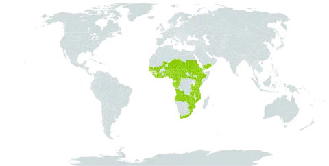 Ficus sur world distribution map, present in Angola, Burundi, Benin, Burkina Faso, Central African Republic, Côte d'Ivoire, Cameroon, Congo, Cabo Verde, Eritrea, Ethiopia, Gabon, Ghana, Guinea, Gambia, Guinea-Bissau, Equatorial Guinea, Kenya, Liberia, Mali, Mozambique, Malawi, Niger, Nigeria, Rwanda, Sudan, Senegal, Sierra Leone, South Sudan, Sao Tome and Principe, eSwatini, Chad, Togo, Tanzania, United Republic of, Uganda, Yemen, South Africa, Zambia, and Zimbabwe