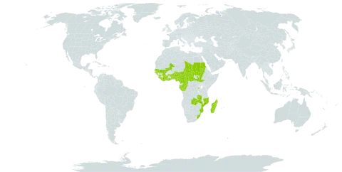 Ficus trichopoda world distribution map, present in Benin, Burkina Faso, Central African Republic, Côte d'Ivoire, Cameroon, Congo, Gabon, Ghana, Guinea, Gambia, Guinea-Bissau, Liberia, Madagascar, Mali, Mozambique, Mauritius, Malawi, Nigeria, Rwanda, Sudan, Senegal, Sierra Leone, South Sudan, eSwatini, Chad, Togo, Uganda, South Africa, and Zambia