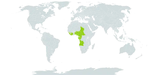 Ficus vogeliana world distribution map, present in Angola, Benin, Burkina Faso, Central African Republic, Côte d'Ivoire, Cameroon, Congo, Gabon, Guinea, Equatorial Guinea, Liberia, Nigeria, Sierra Leone, Chad, Togo, and Uganda