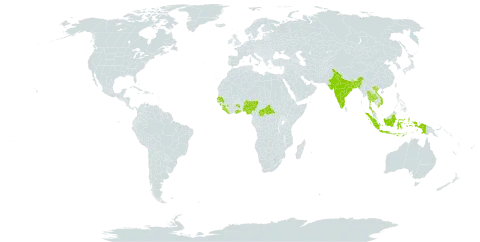 Fimbristylis alboviridis world distribution map, present in Andorra, Bangladesh, Central African Republic, Ghana, Guinea, Indonesia, India, Iceland, Liberia, Malaysia, Nigeria, Philippines, Senegal, Sierra Leone, Thailand, and Viet Nam