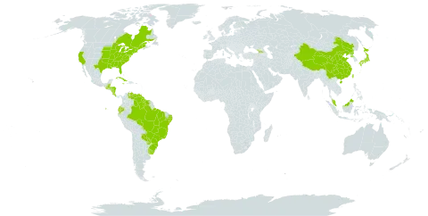 Fimbristylis autumnalis world distribution map, present in Åland Islands, Belize, Brazil, Canada, China, Costa Rica, Cuba, Ecuador, Micronesia (Federated States of), Georgia, Guatemala, Guyana, Honduras, Jamaica, Japan, Malaysia, Nicaragua, Korea (Democratic People's Republic of), Paraguay, Suriname, Taiwan, Province of China, Uruguay, United States of America, and Venezuela (Bolivarian Republic of)