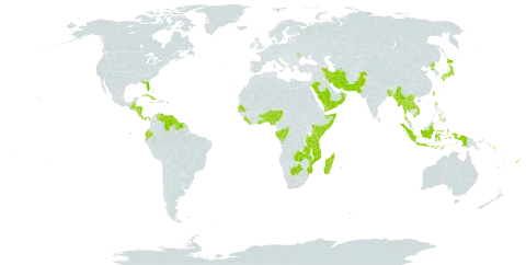 Fimbristylis cymosa subsp. cymosa world distribution map, present in Aruba, Andorra, Benin, Bangladesh, Bahamas, Belize, Botswana, Congo, Cook Islands, Costa Rica, Cuba, Cayman Islands, Dominica, Ecuador, Fiji, Gabon, Ghana, Guatemala, Guyana, Honduras, Indonesia, Iran (Islamic Republic of), Jamaica, Japan, Kenya, Lao People's Democratic Republic, Liberia, Moldova (Republic of), Madagascar, Maldives, Myanmar, Mozambique, Mauritius, Nigeria, Nicaragua, Nepal, Nauru, Oman, Pakistan, Panama, Philippines, Puerto Rico, Korea (Democratic People's Republic of), Réunion, Saudi Arabia, Senegal, Solomon Islands, Sierra Leone, Somalia, Suriname, Seychelles, Togo, Thailand, Tokelau, Tonga, Tuvalu, Taiwan, Province of China, Tanzania, United Republic of, United States of America, Venezuela (Bolivarian Republic of), Viet Nam, Wallis and Futuna, Yemen, and Zambia