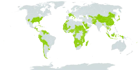 Fimbristylis dichotoma subsp. dichotoma world distribution map, present in Afghanistan, Angola, Åland Islands, Andorra, Benin, Burkina Faso, Bangladesh, Bahamas, Belize, Bolivia (Plurinational State of), Botswana, Central African Republic, Switzerland, Chile, China, Congo, Cook Islands, Comoros, Costa Rica, Cuba, Cayman Islands, Dominica, Ecuador, Eritrea, Ethiopia, Fiji, France, Micronesia (Federated States of), Gabon, Georgia, Ghana, Guinea, Gambia, Guinea-Bissau, Guatemala, Guyana, Honduras, Haiti, Indonesia, Italy, Jamaica, Japan, Kenya, Kyrgyzstan, Liberia, Morocco, Madagascar, Mali, Mozambique, Mauritania, Mauritius, Namibia, Norfolk Island, Nigeria, Nicaragua, Nepal, Pakistan, Panama, Peru, Puerto Rico, Korea (Democratic People's Republic of), Paraguay, Réunion, Rwanda, Saudi Arabia, Sudan, Senegal, Sierra Leone, Suriname, eSwatini, Seychelles, Chad, Togo, Thailand, Tokelau, Tonga, Taiwan, Province of China, Tanzania, United Republic of, Uganda, Uruguay, United States of America, Uzbekistan, Venezuela (Bolivarian Republic of), Viet Nam, Wallis and Futuna, Samoa, Yemen, Zambia, and Zimbabwe