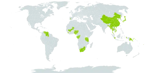 Fimbristylis dipsacea world distribution map, present in Bangladesh, Brazil, China, Congo, Spain, Fiji, Gabon, Indonesia, Japan, Mali, Myanmar, Nigeria, Philippines, Papua New Guinea, Korea (Democratic People's Republic of), Sierra Leone, Thailand, Tanzania, United Republic of, Venezuela (Bolivarian Republic of), Viet Nam, and South Africa