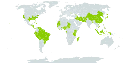 Fimbristylis littoralis world distribution map, present in Afghanistan, Åland Islands, Andorra, Benin, Bangladesh, Belize, Bolivia (Plurinational State of), Brazil, China, Costa Rica, Cuba, Dominica, Ecuador, Fiji, Gabon, Georgia, Ghana, Gambia, Guinea-Bissau, Guatemala, Guyana, Honduras, Indonesia, Iran (Islamic Republic of), Iraq, Jamaica, Japan, Kenya, Liberia, Moldova (Republic of), Madagascar, Mauritania, Mauritius, Nigeria, Nicaragua, Nepal, Pakistan, Panama, Peru, Philippines, Puerto Rico, Korea (Democratic People's Republic of), Réunion, Senegal, Suriname, Seychelles, Chad, Taiwan, Province of China, Tanzania, United Republic of, United States of America, Venezuela (Bolivarian Republic of), Viet Nam, and Wallis and Futuna