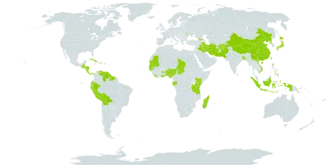 Fimbristylis littoralis var. littoralis world distribution map, present in Afghanistan, Åland Islands, Andorra, Benin, Bangladesh, Belize, Bolivia (Plurinational State of), China, Costa Rica, Cuba, Dominica, Ecuador, Fiji, Gabon, Georgia, Ghana, Gambia, Guinea-Bissau, Guatemala, Guyana, Honduras, Indonesia, Iran (Islamic Republic of), Iraq, Jamaica, Japan, Kenya, Liberia, Moldova (Republic of), Madagascar, Mauritania, Mauritius, Nigeria, Nicaragua, Nepal, Pakistan, Panama, Peru, Philippines, Puerto Rico, Korea (Democratic People's Republic of), Réunion, Senegal, Suriname, Seychelles, Chad, Taiwan, Province of China, Tanzania, United Republic of, Venezuela (Bolivarian Republic of), Viet Nam, and Wallis and Futuna