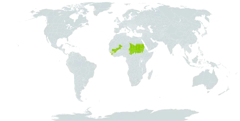 Fimbristylis schweinfurthiana world distribution map, present in Guinea, Mali, Sudan, Sierra Leone, and Chad