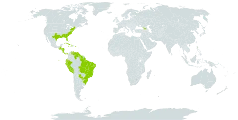 Fimbristylis spadicea world distribution map, present in Åland Islands, Bahamas, Belize, Bermuda, Brazil, Costa Rica, Cuba, Cayman Islands, Dominica, Ecuador, Georgia, Guatemala, Guyana, Honduras, Haiti, Jamaica, Nicaragua, Panama, Peru, Puerto Rico, Paraguay, Suriname, United States of America, and Venezuela (Bolivarian Republic of)