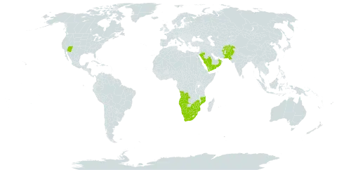 Fingerhuthia africana world distribution map, present in Afghanistan, Angola, Botswana, Mozambique, Namibia, Oman, Pakistan, Saudi Arabia, eSwatini, United States of America, Yemen, South Africa, and Zimbabwe