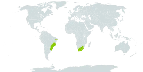 Fissidens curvatus world distribution map, present in Brazil and South Africa