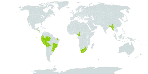 Fittonia albivenis world distribution map, present in Bangladesh, Bolivia (Plurinational State of), Brazil, Cameroon, Colombia, Ecuador, Guam, Honduras, Myanmar, Peru, Trinidad and Tobago, Taiwan, Province of China, Venezuela (Bolivarian Republic of), and South Africa