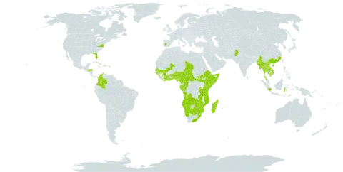 Flacourtia indica world distribution map, present in Angola, French Southern Territories, Burundi, Benin, Burkina Faso, Bahamas, Botswana, Central African Republic, China, Côte d'Ivoire, Cameroon, Congo, Cook Islands, Colombia, Comoros, Spain, Ethiopia, Gabon, Ghana, Guinea, Guinea-Bissau, Equatorial Guinea, Honduras, Indonesia, India, Iceland, Jamaica, Kenya, Cambodia, Lao People's Democratic Republic, Sri Lanka, Madagascar, Mali, Myanmar, Mozambique, Mauritius, Malawi, Malaysia, Namibia, Nigeria, Pakistan, Philippines, Puerto Rico, Réunion, Rwanda, Senegal, Somalia, South Sudan, Sao Tome and Principe, Seychelles, Chad, Togo, Thailand, Timor-Leste, Trinidad and Tobago, Tanzania, United Republic of, United States of America, Viet Nam, South Africa, Zambia, and Zimbabwe