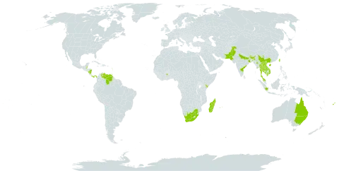 Flacourtia jangomas world distribution map, present in Australia, Belize, Bhutan, China, Dominica, Fiji, Ghana, Guadeloupe, Grenada, Indonesia, India, Iceland, Kenya, Cambodia, Lao People's Democratic Republic, Saint Lucia, Madagascar, Myanmar, Montserrat, Martinique, Mauritius, Malaysia, Nicaragua, Pakistan, Panama, Philippines, Réunion, Singapore, Thailand, Trinidad and Tobago, Taiwan, Province of China, Saint Vincent and the Grenadines, Venezuela (Bolivarian Republic of), Viet Nam, and South Africa