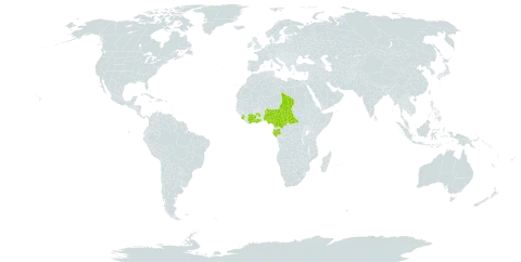 Flacourtia vogelii world distribution map, present in Central African Republic, Côte d'Ivoire, Cameroon, Gabon, Ghana, Nigeria, Sierra Leone, and Chad