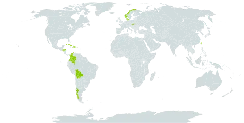 Fragaria chiloensis subsp. chiloensis world distribution map, present in Argentina, Bolivia (Plurinational State of), Chile, Colombia, Cuba, Denmark, Dominican Republic, Honduras, Haiti, Norway, Slovakia, and Taiwan, Province of China