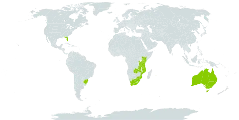 Freesia laxa world distribution map, present in Australia, Brazil, Kenya, Mozambique, Mauritius, Norfolk Island, Réunion, Rwanda, eSwatini, Tanzania, United Republic of, Uganda, United States of America, South Africa, and Zambia