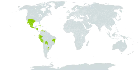 Froelichia interrupta world distribution map, present in Argentina, Bolivia (Plurinational State of), Brazil, Colombia, Cuba, Ecuador, Honduras, Jamaica, Mexico, Nicaragua, Peru, Paraguay, Uruguay, United States of America, and Venezuela (Bolivarian Republic of)