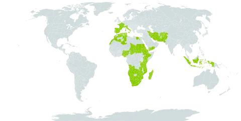 Fuirena pubescens world distribution map, present in Afghanistan, Angola, Botswana, Cyprus, Algeria, Egypt, Eritrea, Spain, Ethiopia, France, Indonesia, Iran (Islamic Republic of), Italy, Kenya, Lesotho, Morocco, Madagascar, Mozambique, Namibia, Nigeria, Pakistan, Palau, Portugal, Rwanda, Sudan, eSwatini, Turks and Caicos Islands, Chad, Tunisia, Tanzania, United Republic of, Uganda, Yemen, South Africa, Zambia, and Zimbabwe