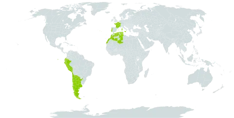 Fumaria agraria world distribution map, present in Argentina, Chile, Algeria, Ecuador, Spain, France, Gibraltar, Italy, Morocco, Peru, Portugal, and Tunisia