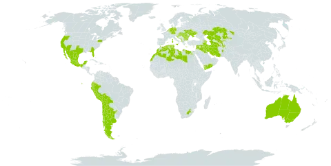 Fumaria parviflora world distribution map, present in Afghanistan, Anguilla, Albania, Argentina, Australia, Azerbaijan, Belgium, Bulgaria, Bosnia and Herzegovina, Bolivia (Plurinational State of), Chile, Cyprus, Germany, Algeria, Ecuador, Egypt, Spain, France, United Kingdom of Great Britain and Northern Ireland, Greece, Croatia, Hungary, Iran (Islamic Republic of), Iraq, Israel, Italy, Kazakhstan, Kuwait, Lebanon, Libya, Luxembourg, Morocco, Mexico, North Macedonia, Malta, Montenegro, Netherlands, Nepal, Peru, Portugal, Romania, Saudi Arabia, Serbia, Slovakia, Slovenia, Syrian Arab Republic, Turkmenistan, Tunisia, Ukraine, United States of America, Uzbekistan, Yemen, and South Africa