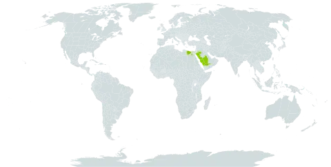 Gagea dayana world distribution map, present in Egypt, Palau, and Saudi Arabia