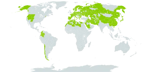 Gagea world distribution map, present in Afghanistan, Albania, Austria, Bulgaria, Belarus, Switzerland, Chile, China, Colombia, Cyprus, Czech Republic, Germany, Denmark, Algeria, Egypt, Spain, Finland, France, Greece, Hungary, Iran (Islamic Republic of), Iraq, Italy, Japan, Kazakhstan, Kyrgyzstan, Kuwait, Libya, Morocco, Montenegro, Netherlands, Norway, Nepal, Pakistan, Palau, Poland, Korea (Democratic People's Republic of), Portugal, Romania, Russian Federation, Saudi Arabia, Singapore, Sweden, Turks and Caicos Islands, Turkmenistan, Tunisia, Ukraine, United States of America, and Uzbekistan