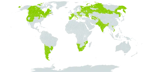 Gaillardia aristata world distribution map, present in Argentina, Belgium, Bangladesh, Belarus, Brazil, Canada, Chile, Spain, France, Hungary, India, Italy, Moldova (Republic of), Mozambique, Namibia, Pakistan, Poland, Portugal, Romania, Russian Federation, Slovakia, Tajikistan, Turkmenistan, Ukraine, United States of America, Uzbekistan, Viet Nam, and South Africa