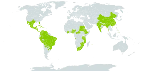 Galactia striata world distribution map, present in Angola, Argentina, American Samoa, Bonaire, Sint Eustatius and Saba, Bangladesh, Bahamas, Belize, Bolivia (Plurinational State of), Brazil, Central African Republic, China, Côte d'Ivoire, Colombia, Costa Rica, Cuba, Dominican Republic, Ethiopia, Ghana, Guadeloupe, Guatemala, Guyana, Honduras, Haiti, India, Jamaica, Kenya, Sri Lanka, Mexico, Myanmar, Northern Mariana Islands, Mozambique, Mauritius, Nigeria, Nicaragua, Nepal, Panama, Peru, Philippines, Paraguay, Réunion, Sudan, Singapore, El Salvador, Togo, Trinidad and Tobago, Tanzania, United Republic of, Uganda, United States of America, Venezuela (Bolivarian Republic of), South Africa, and Zimbabwe