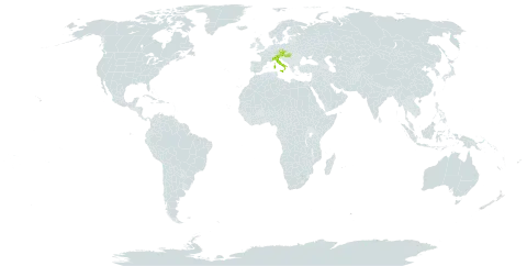 Galium austriacum world distribution map, present in Austria, Czech Republic, Hungary, and Italy