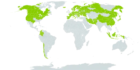 Galium boreale world distribution map, present in Afghanistan, Albania, Austria, Bulgaria, Belarus, Canada, Switzerland, Chile, China, Colombia, Czech Republic, Germany, Denmark, Spain, Finland, France, Micronesia (Federated States of), Hungary, Indonesia, Ireland, Iran (Islamic Republic of), Iceland, Italy, Japan, Montenegro, Malaysia, Netherlands, Norway, Pakistan, Poland, Korea (Democratic People's Republic of), Romania, Russian Federation, Sweden, Turks and Caicos Islands, Ukraine, and United States of America