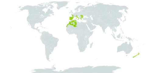 Galium debile world distribution map, present in Albania, Bulgaria, Algeria, Spain, France, Greece, Italy, Morocco, New Zealand, Portugal, Romania, and Turks and Caicos Islands