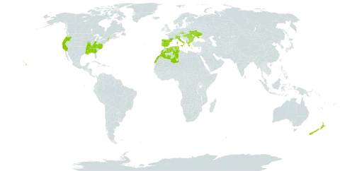 Galium divaricatum world distribution map, present in Åland Islands, Albania, Bulgaria, Switzerland, Cyprus, Czech Republic, Algeria, Spain, France, Greece, Hungary, Italy, Morocco, New Zealand, Palau, Portugal, Romania, Turks and Caicos Islands, Tunisia, Ukraine, and United States of America