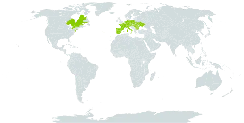 Galium glaucum world distribution map, present in Austria, Bulgaria, Canada, Switzerland, Czech Republic, Germany, Spain, France, Hungary, Italy, Netherlands, Poland, Portugal, Romania, Ukraine, and United States of America