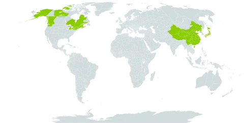 Galium kamtschaticum world distribution map, present in Canada, China, Japan, Korea (Democratic People's Republic of), and United States of America