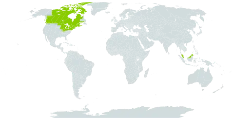 Galium labradoricum world distribution map, present in Canada, France, Malaysia, and United States of America