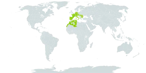 Galium lucidum subsp. lucidum world distribution map, present in Albania, Austria, Bulgaria, Switzerland, Czech Republic, Germany, Algeria, Spain, France, Hungary, Italy, Morocco, Portugal, Romania, and Tunisia