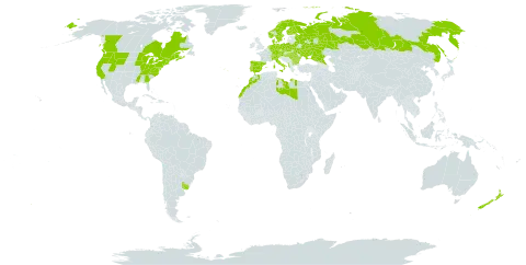 Galium mollugo world distribution map, present in Albania, Austria, Bulgaria, Belarus, Canada, Switzerland, Czech Republic, Germany, Denmark, Spain, Finland, France, Hungary, Italy, Libya, Morocco, Netherlands, Norway, New Zealand, Poland, Portugal, Romania, Russian Federation, Sweden, Ukraine, Uruguay, and United States of America