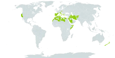 Galium murale world distribution map, present in Afghanistan, Albania, Cyprus, Czech Republic, Algeria, Egypt, Spain, France, Greece, Iran (Islamic Republic of), Iraq, Italy, Libya, Morocco, New Zealand, Palau, Portugal, Saudi Arabia, Singapore, Somalia, Turks and Caicos Islands, Tunisia, and United States of America