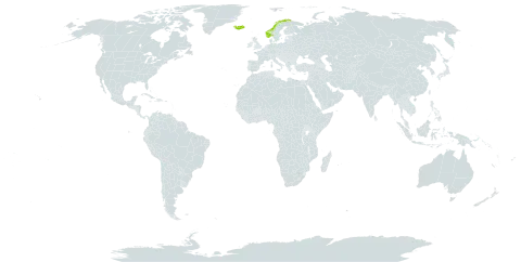 Galium normanii world distribution map, present in Iceland and Norway