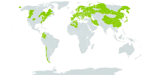 Galium odoratum world distribution map, present in Albania, Austria, Bulgaria, Belarus, Canada, Switzerland, Chile, China, Colombia, Czech Republic, Germany, Denmark, Algeria, Spain, Finland, France, United Kingdom of Great Britain and Northern Ireland, Greece, Hungary, Ireland, Iran (Islamic Republic of), Italy, Japan, Netherlands, Norway, Poland, Korea (Democratic People's Republic of), Romania, Russian Federation, Sweden, Turks and Caicos Islands, Ukraine, and United States of America