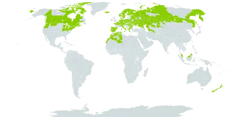 Galium palustre world distribution map, present in Albania, Austria, Bulgaria, Belarus, Canada, Switzerland, Czech Republic, Germany, Denmark, Algeria, Spain, Finland, France, Micronesia (Federated States of), Greece, Hungary, Ireland, Iceland, Italy, Kazakhstan, Morocco, Malaysia, Netherlands, Norway, New Zealand, Poland, Portugal, Romania, Russian Federation, Sweden, Turks and Caicos Islands, Turkmenistan, Ukraine, and United States of America