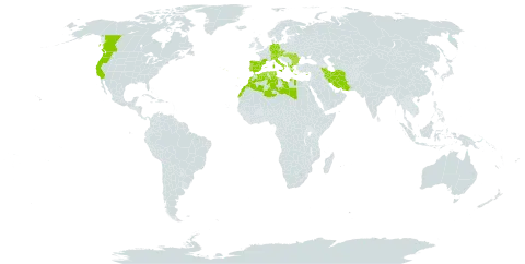 Galium parisiense world distribution map, present in Åland Islands, Albania, Austria, Bulgaria, Canada, Switzerland, Cyprus, Czech Republic, Germany, Algeria, Spain, France, Greece, Hungary, Iran (Islamic Republic of), Italy, Libya, Morocco, Portugal, Romania, Turks and Caicos Islands, Tunisia, and United States of America