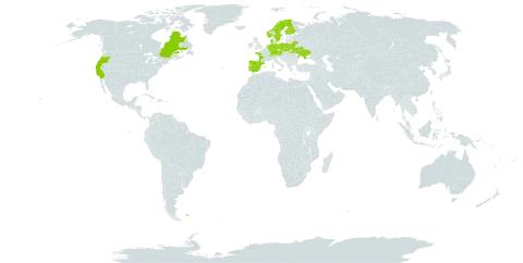 Galium saxatile world distribution map, present in Austria, Belarus, Canada, Switzerland, Czech Republic, Germany, Denmark, Spain, Finland, Falkland Islands (Malvinas), France, Ireland, Netherlands, Norway, Poland, Portugal, Sweden, Ukraine, and United States of America