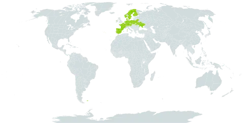 Galium saxatile var. saxatile world distribution map, present in Austria, Belarus, Switzerland, Czech Republic, Germany, Denmark, Spain, Finland, Falkland Islands (Malvinas), France, Ireland, Netherlands, Norway, Poland, Portugal, Sweden, and Ukraine