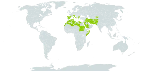 Galium setaceum world distribution map, present in Afghanistan, Bulgaria, Cyprus, Djibouti, Algeria, Egypt, Spain, France, Greece, Iran (Islamic Republic of), Iraq, Italy, Kyrgyzstan, Libya, Morocco, Pakistan, Palau, Saudi Arabia, Sudan, Singapore, Somalia, Turks and Caicos Islands, and Tunisia