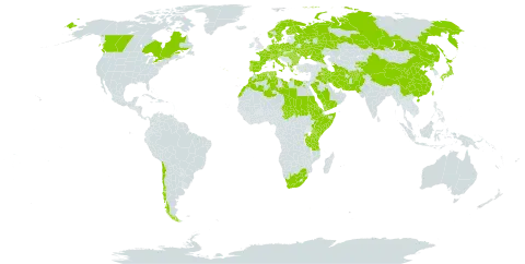 Galium spurium world distribution map, present in Afghanistan, Albania, Austria, Burkina Faso, Bulgaria, Belarus, Canada, Switzerland, Chile, China, Czech Republic, Germany, Denmark, Algeria, Egypt, Eritrea, Spain, Ethiopia, Finland, France, Greece, Hungary, Iran (Islamic Republic of), Iraq, Italy, Japan, Kenya, Kyrgyzstan, Libya, Morocco, Netherlands, Norway, Pakistan, Palau, Poland, Korea (Democratic People's Republic of), Portugal, Romania, Russian Federation, Rwanda, Saudi Arabia, Sudan, Singapore, Somalia, Sweden, Turks and Caicos Islands, Chad, Turkmenistan, Tunisia, Taiwan, Province of China, Tanzania, United Republic of, Uganda, Ukraine, Yemen, and South Africa