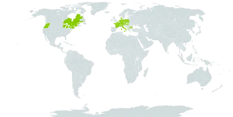 Galium sylvaticum world distribution map, present in Albania, Austria, Bulgaria, Canada, Switzerland, Czech Republic, Germany, Denmark, France, Hungary, Italy, Netherlands, Poland, and United States of America