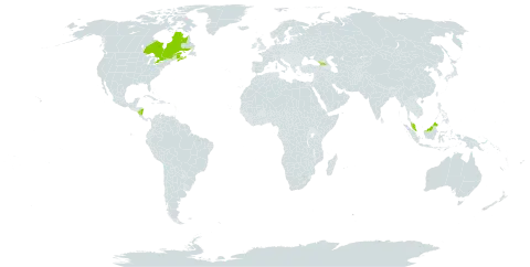 Galium tinctorium world distribution map, present in Åland Islands, Canada, Dominica, France, Micronesia (Federated States of), Georgia, Malaysia, and Nicaragua